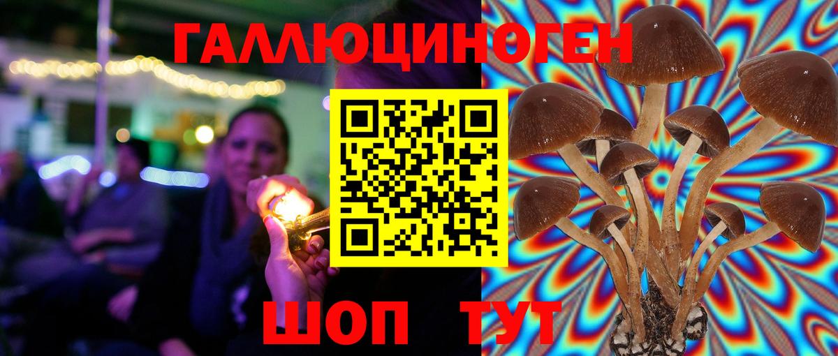Псилоцибиновые грибы Psilocybe Гудермес